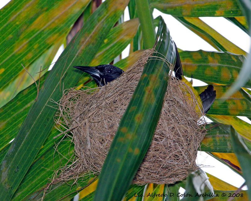 Oriole de Porto Rico