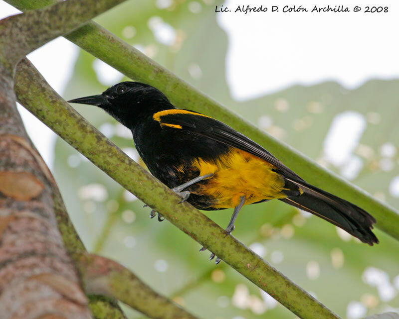 Oriole de Porto Rico