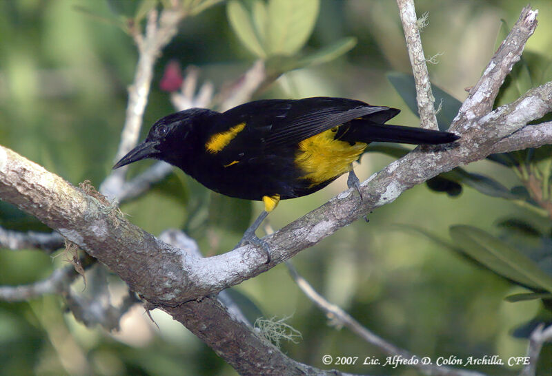 Oriole de Porto Ricoadulte