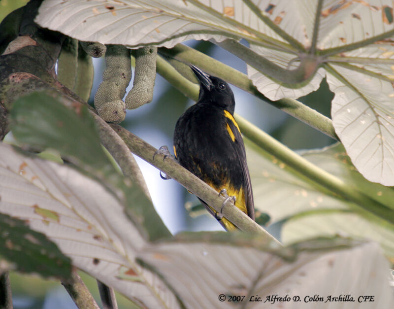 Oriole de Porto Rico