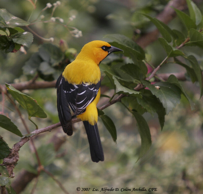 Yellow Oriole