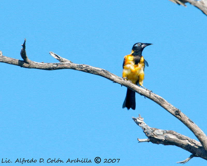 Oriole troupiale