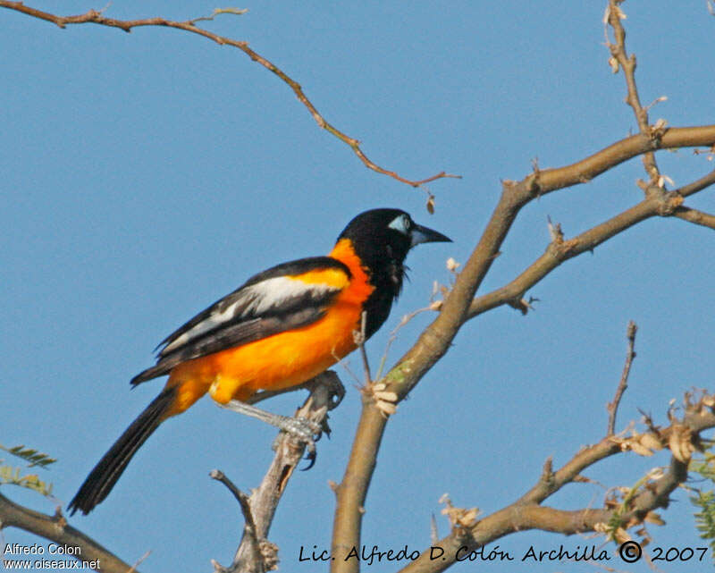 Oriole troupialeadulte, identification