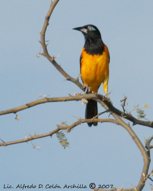 Oriole troupiale