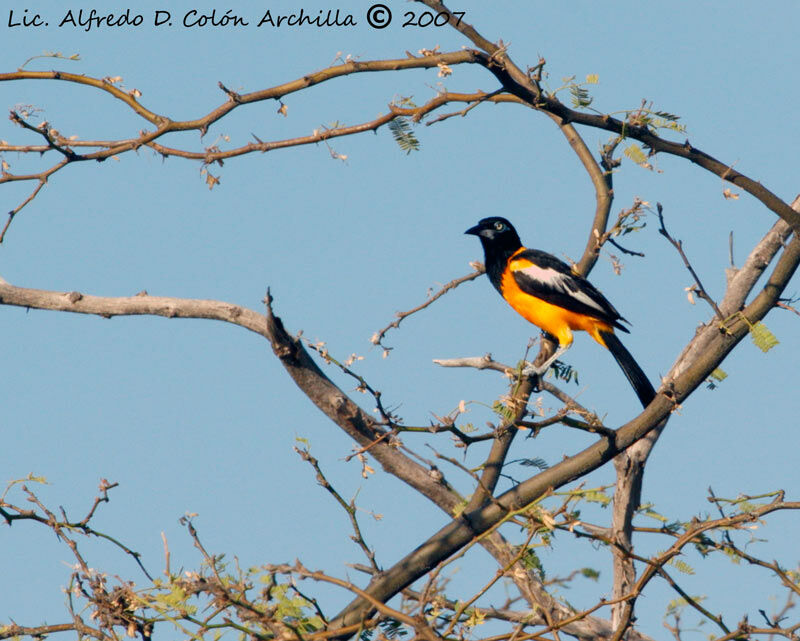 Oriole troupiale