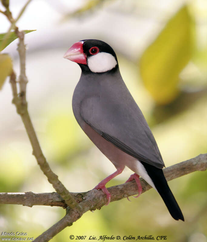 Java Sparrow male adult breeding, identification