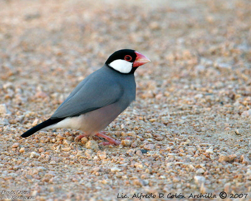 Java Sparrow