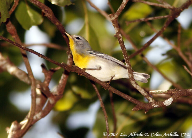 Northern Parula