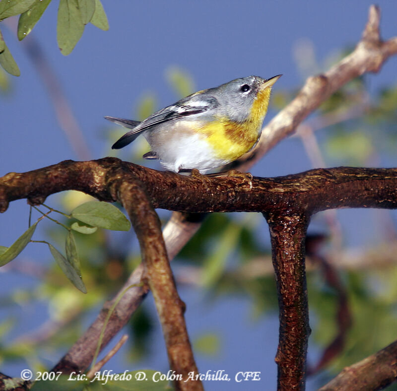 Northern Parula