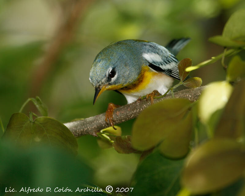 Northern Parula