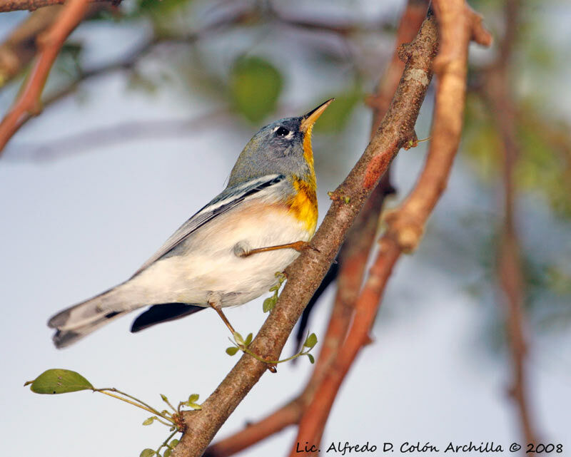 Northern Parula