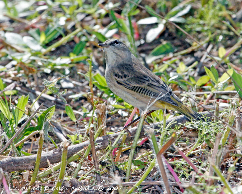 Paruline à couronne rousse