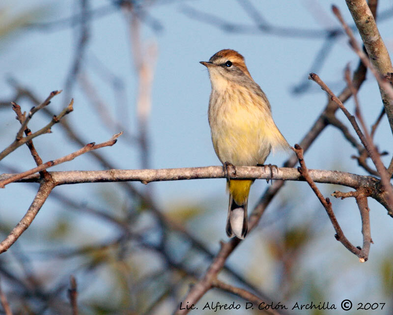 Palm Warbler