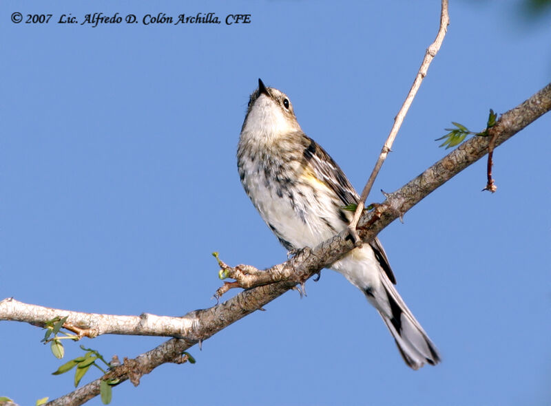 Myrtle Warbler