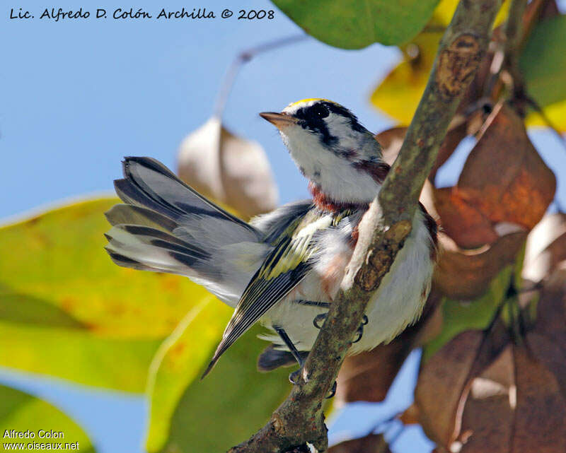 Chestnut-sided Warbler male adult, aspect, pigmentation