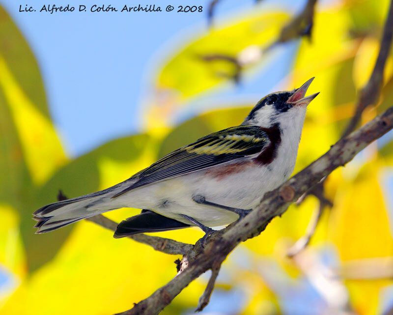 Chestnut-sided Warbler