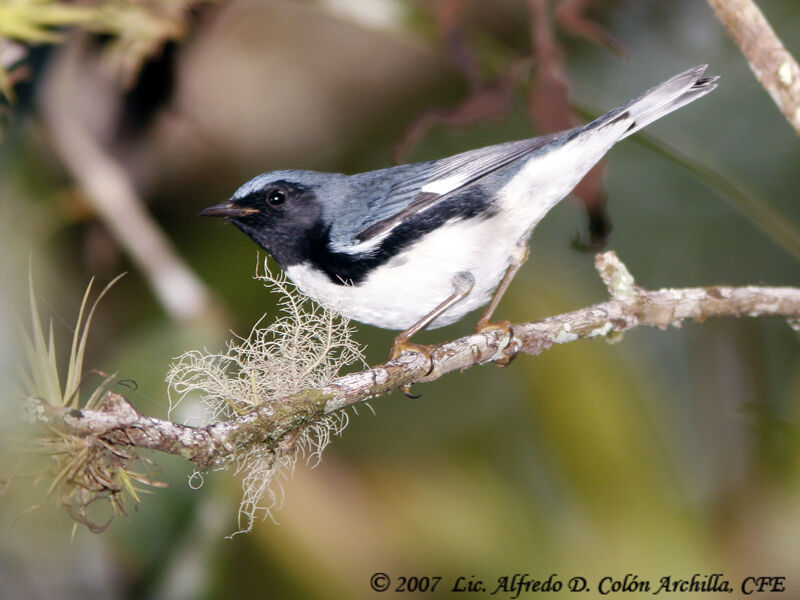 Black-throated Blue Warbler