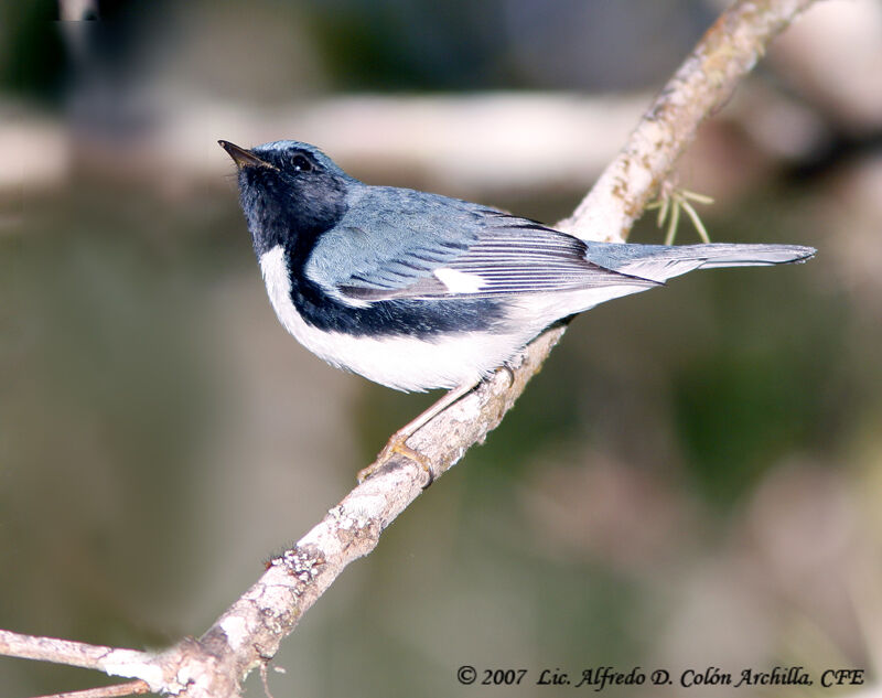 Paruline bleue