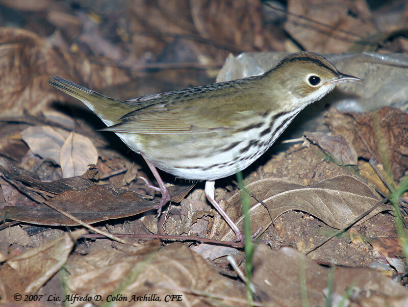 Ovenbird