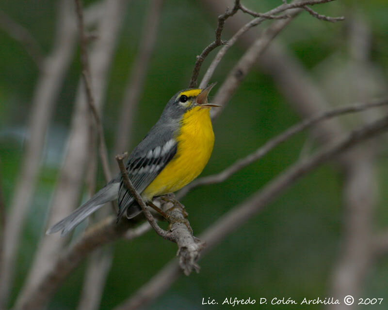 Adelaide's Warbler