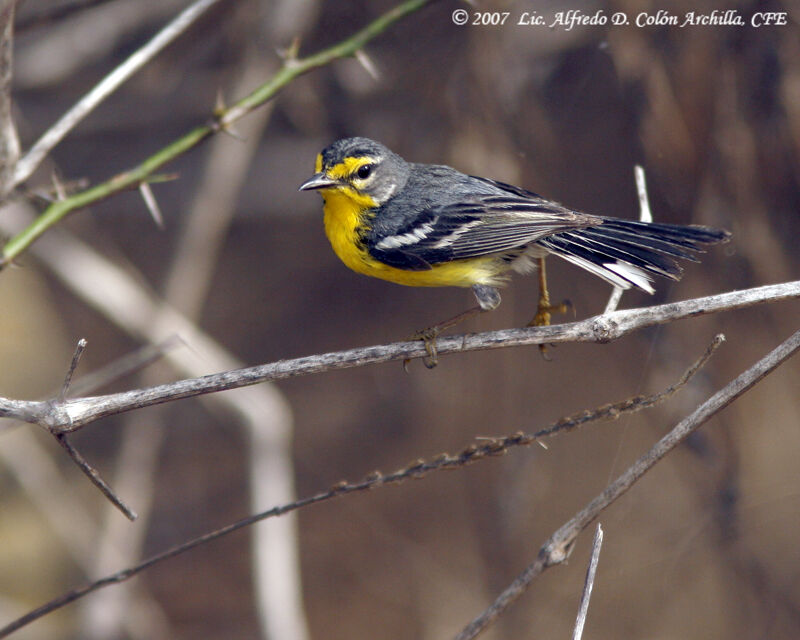 Adelaide's Warbler