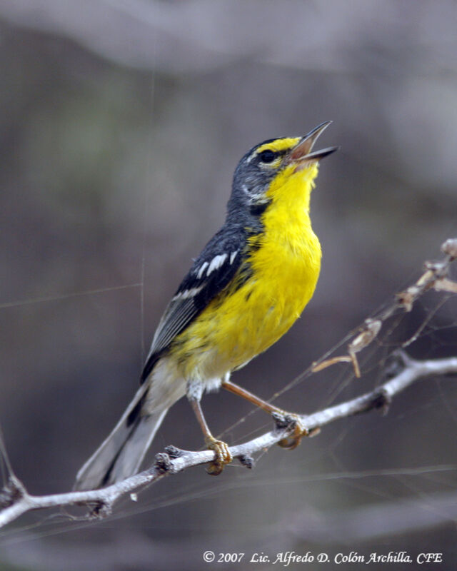 Adelaide's Warbler