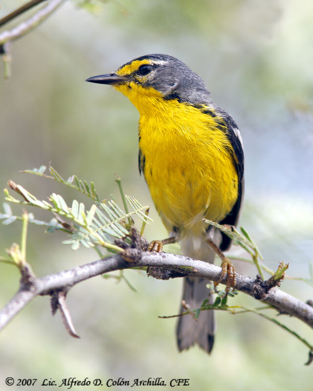 Adelaide's Warbler