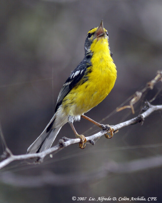 Adelaide's Warbler