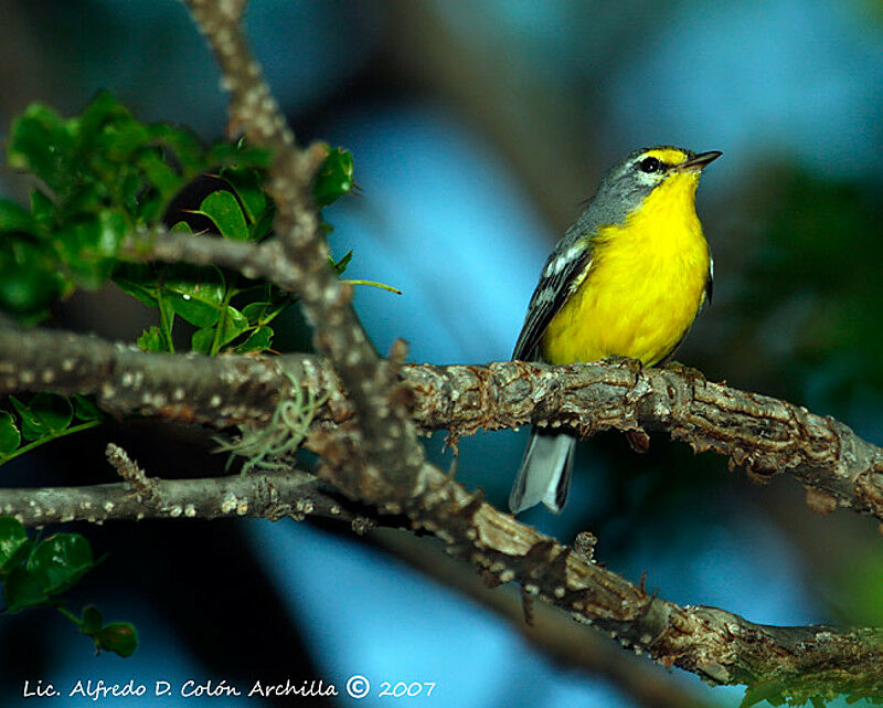 Adelaide's Warbler