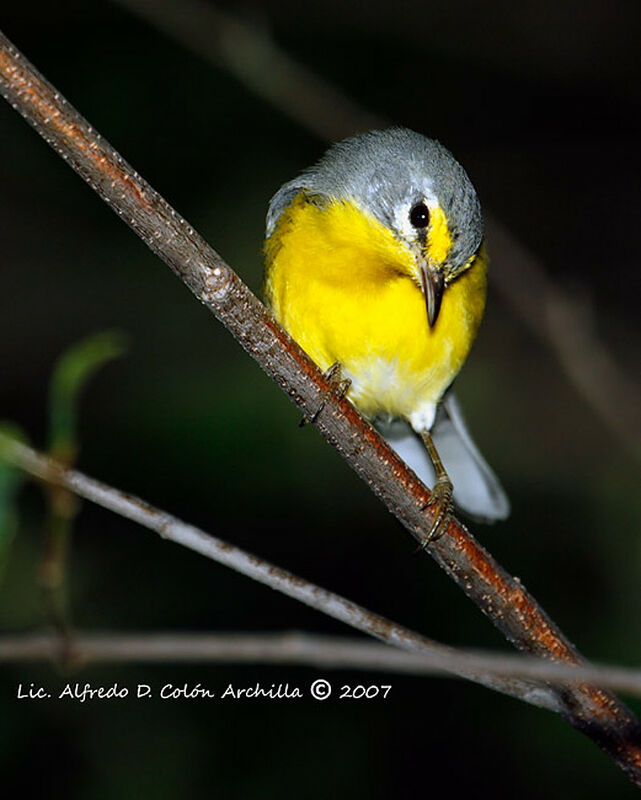 Adelaide's Warbler