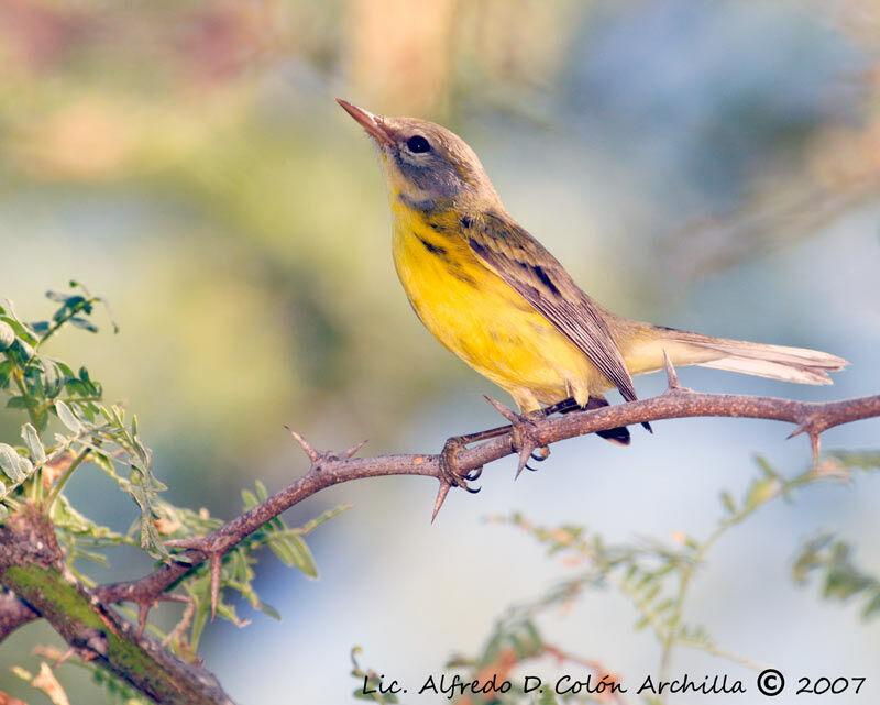 Adelaide's Warbler