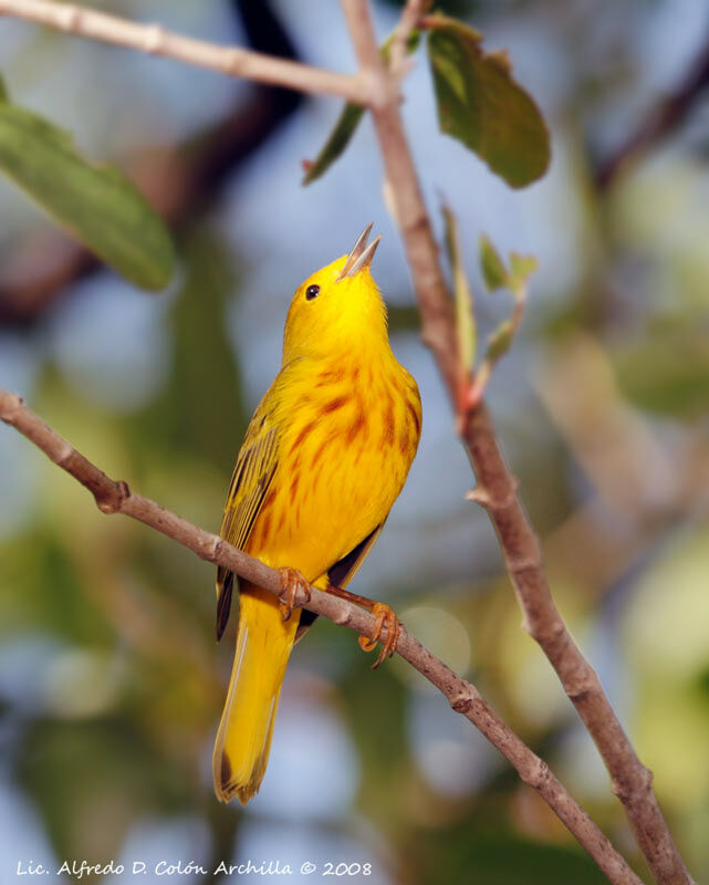 Mangrove Warbler