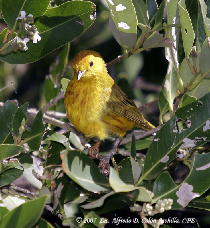 Paruline des mangroves