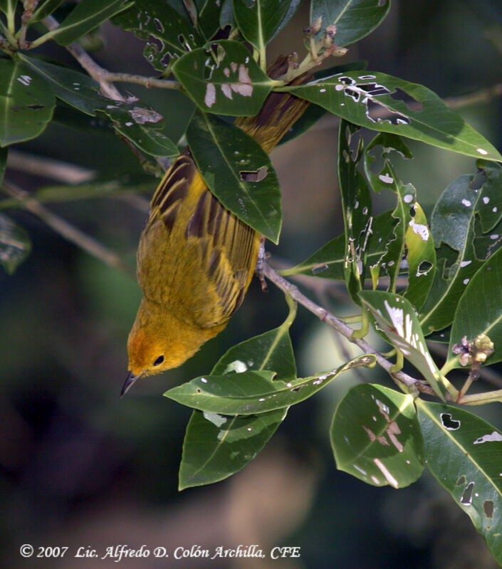 Mangrove Warbler