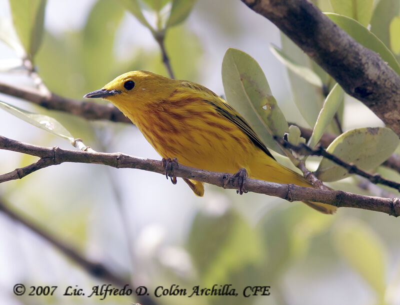 Mangrove Warbler