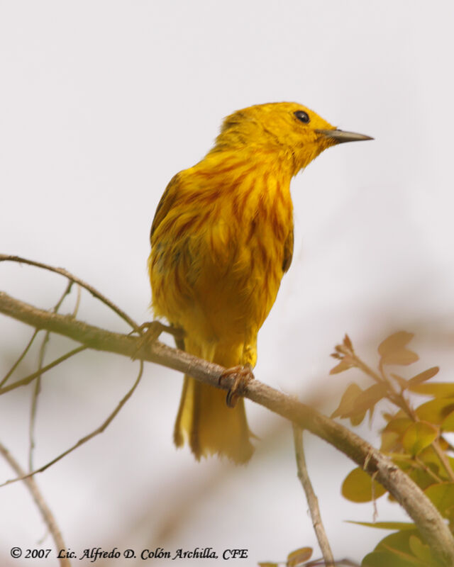 Mangrove Warbler