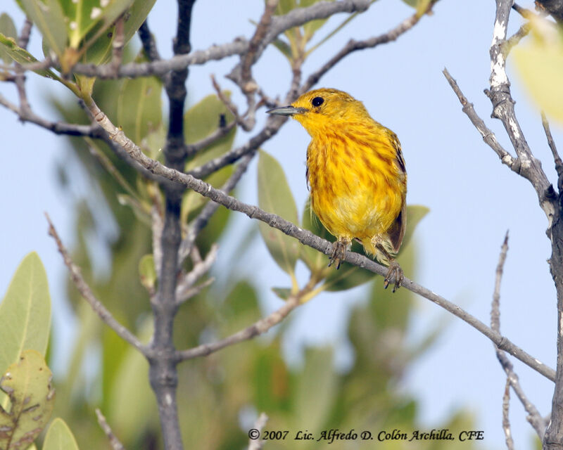 Mangrove Warbler