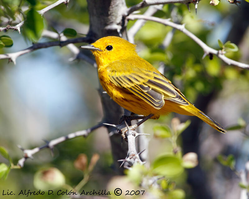 Mangrove Warbler