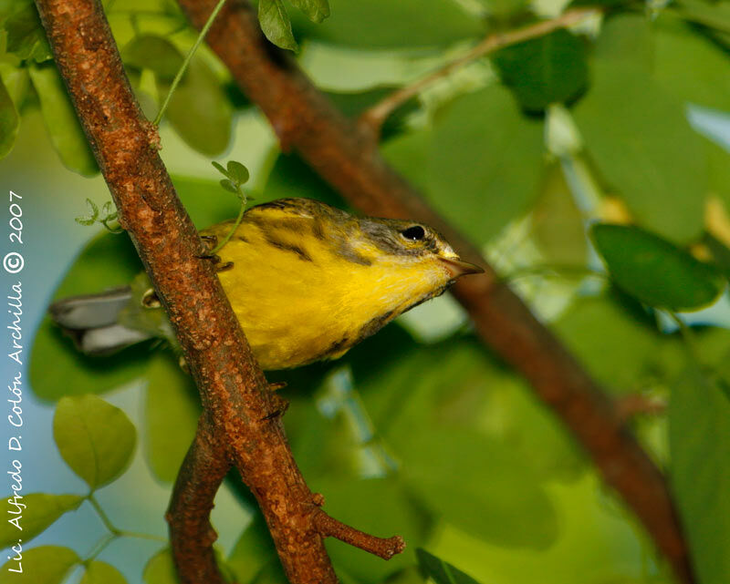 Paruline des prés