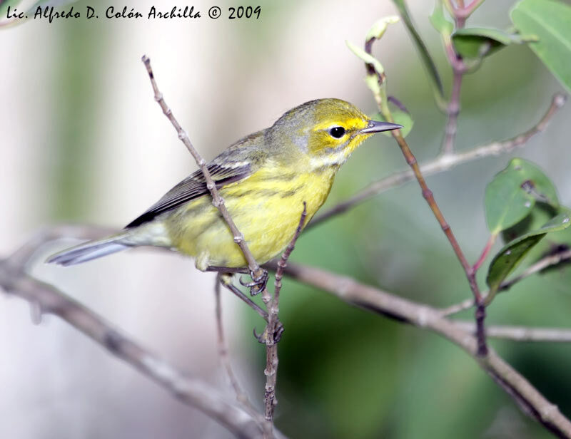 Prairie Warbler, identification