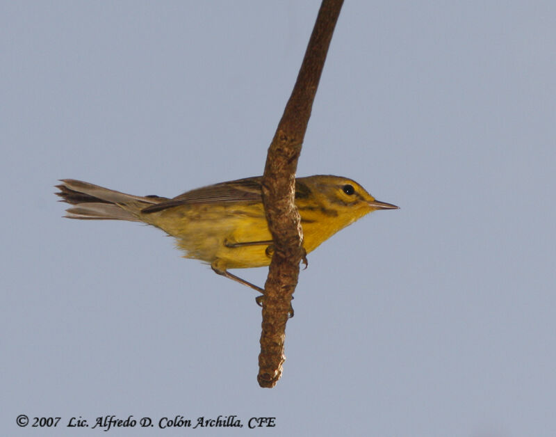 Prairie Warbler