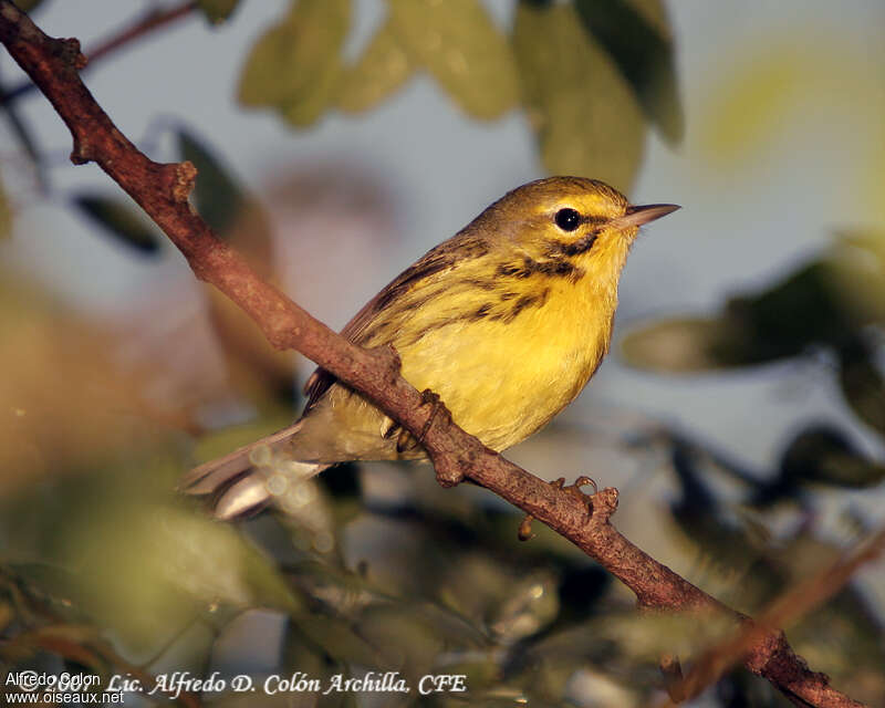 Prairie Warbler, identification