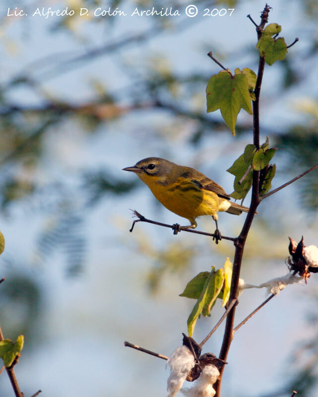 Prairie Warbler