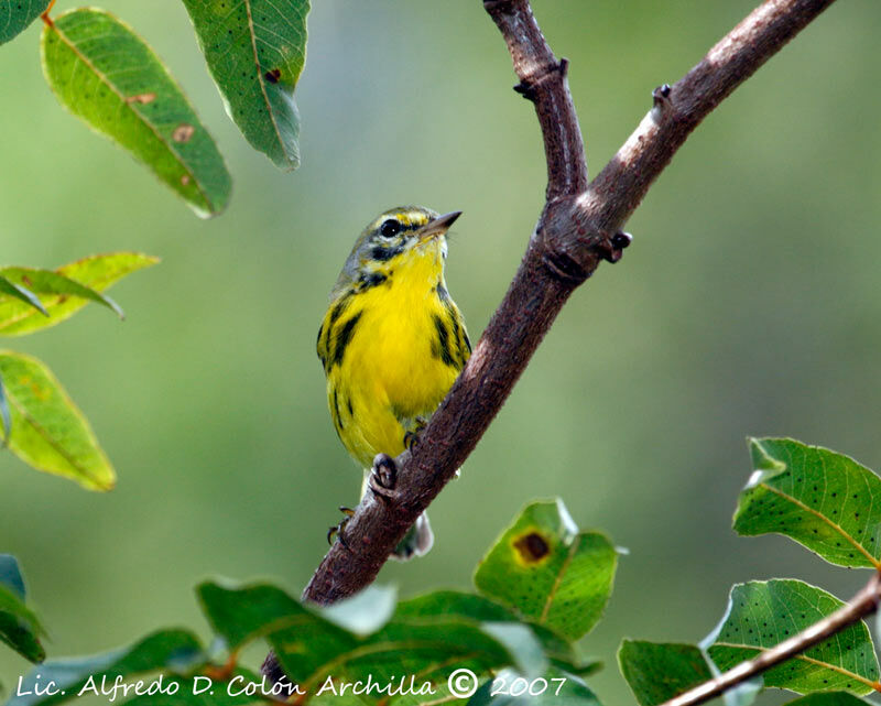 Prairie Warbler