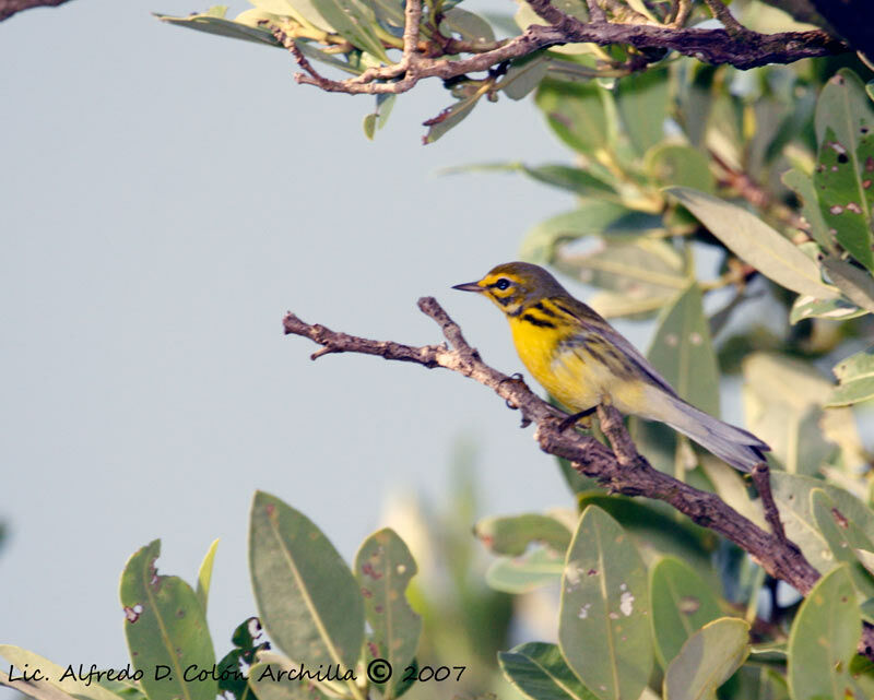 Prairie Warbler, identification