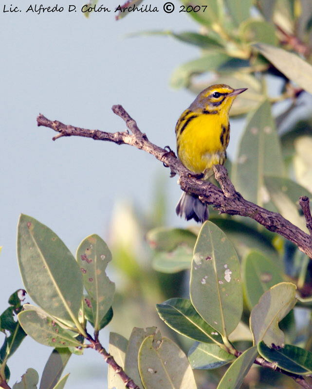 Prairie Warbler