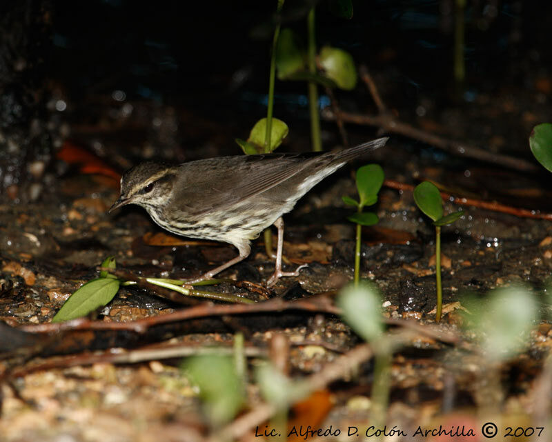 Northern Waterthrush