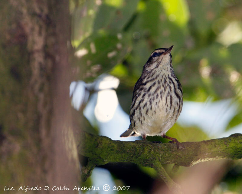 Northern Waterthrush