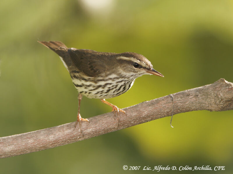 Paruline des ruisseaux