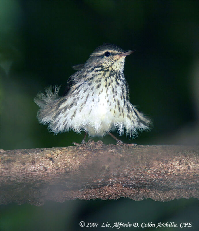 Northern Waterthrush